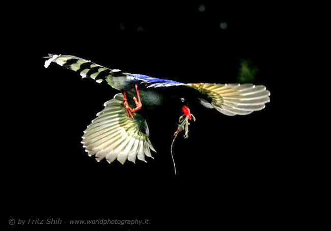 Taiwan Blue Magpie in Flight, 2